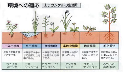 草類植物